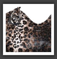 Pimpernel-FH2261-leopard-2