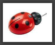 pic_ladybug_big