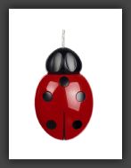 pic_ladybug_big4