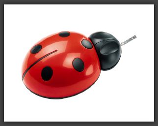 pic_ladybug_big